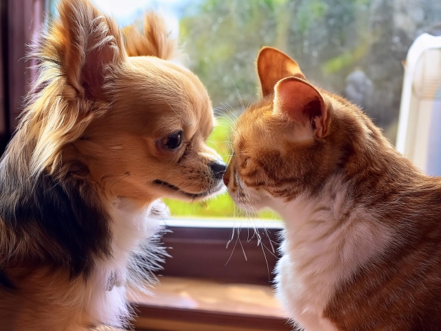 災害時にペットと安心して避難できるようにしておくためには、飼い主自身が普段から非常時を想定した準備をきちんとしておくことが、生き物を飼う立場としての責務