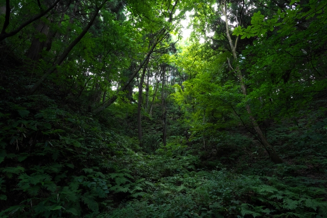 このような環境では上空からの発見は極めて困難