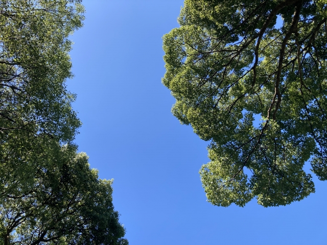 上がこれくらい開けていればヘリからも十分発見可能